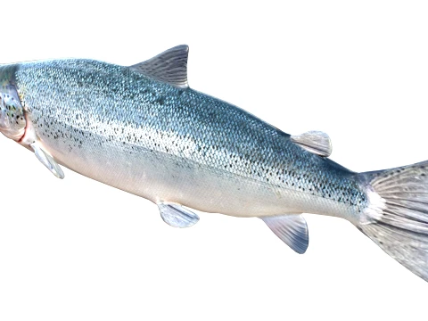 100 Fish Sea Creatures Collection v5 3D Model
