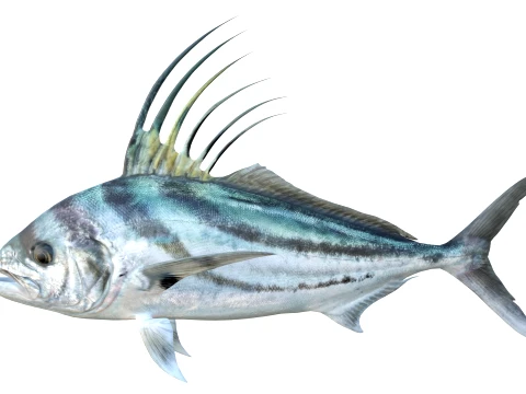 100 Fish Sea Creatures Collection v5 3D Model