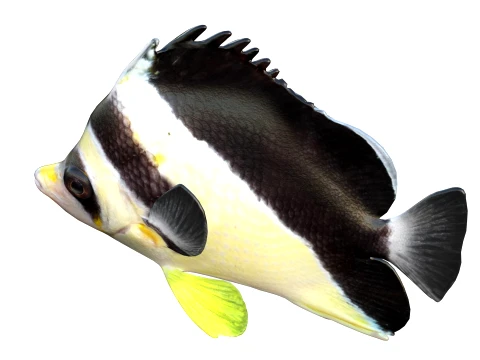 100 Fish Sea Creatures Collection v5 3D Model