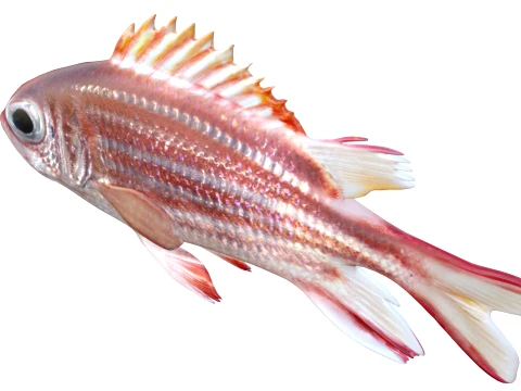 100 Fish Sea Creatures Collection v5 3D Model