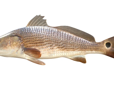 100 Fish Sea Creatures Collection v5 3D Model