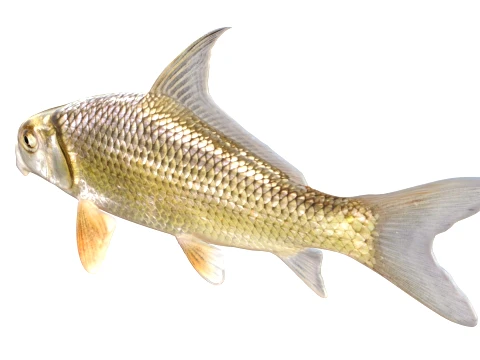 100 Fish Sea Creatures Collection v5 3D Model