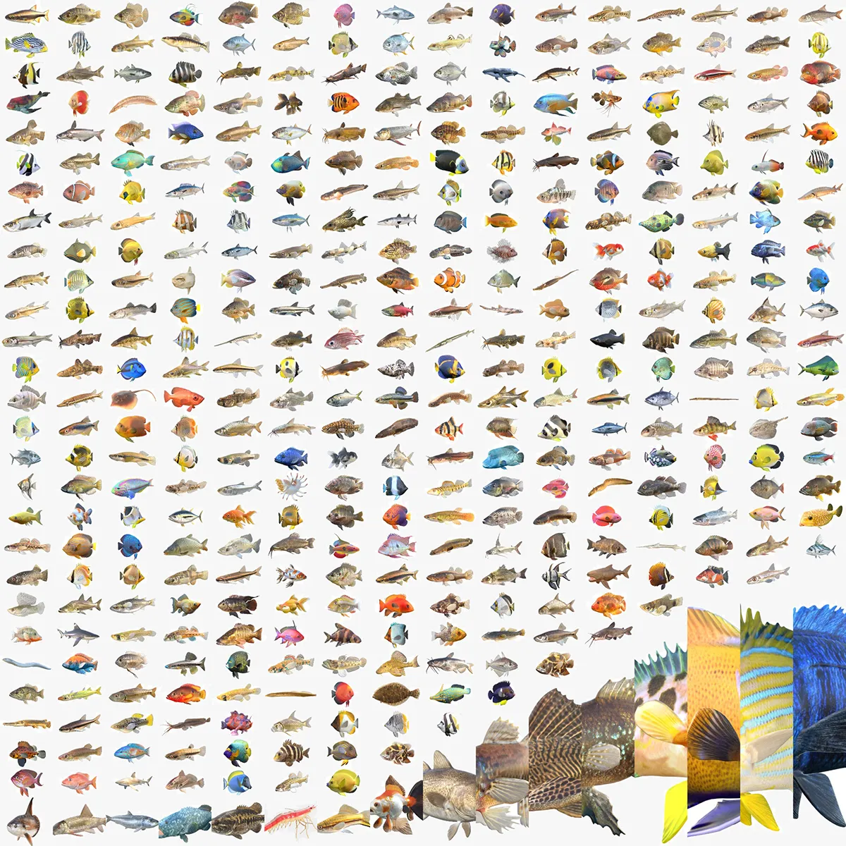 400 Fish Sea Creatures mega Collection 3D Model .c4d .max .obj .3ds .fbx .stl .blend