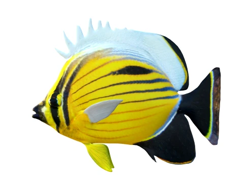 400 Fish Sea Creatures mega Collection 3D Model