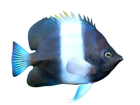 400 Fish Sea Creatures mega Collection 3D Model
