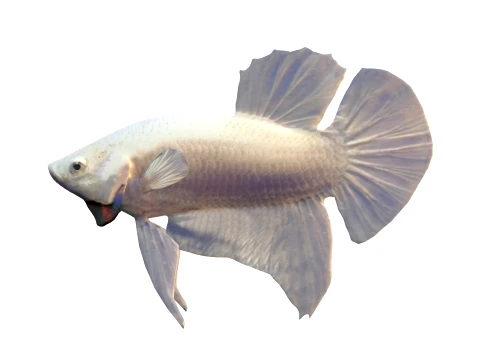 400 Fish Sea Creatures mega Collection 3D Model