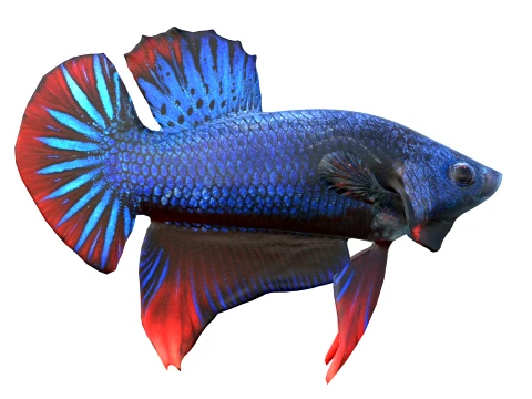 400 Fish Sea Creatures mega Collection 3D Model