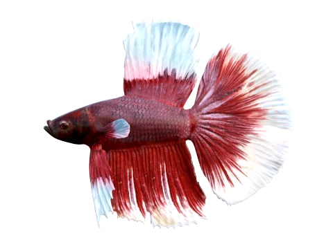 400 Fish Sea Creatures mega Collection 3D Model