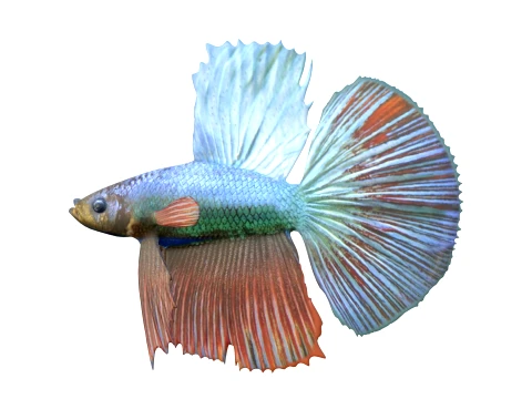 400 Fish Sea Creatures mega Collection 3D Model