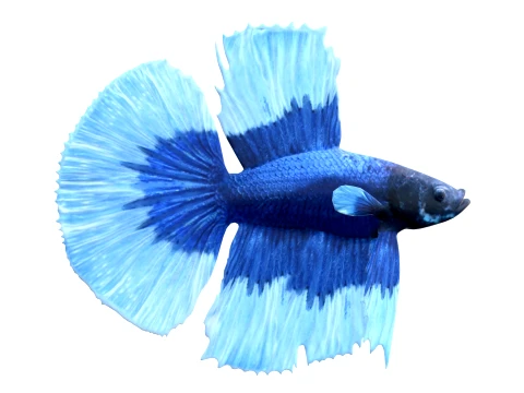 400 Fish Sea Creatures mega Collection 3D Model