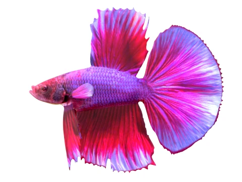 400 Fish Sea Creatures mega Collection 3D Model