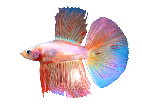 400 Fish Sea Creatures mega Collection 3D Model