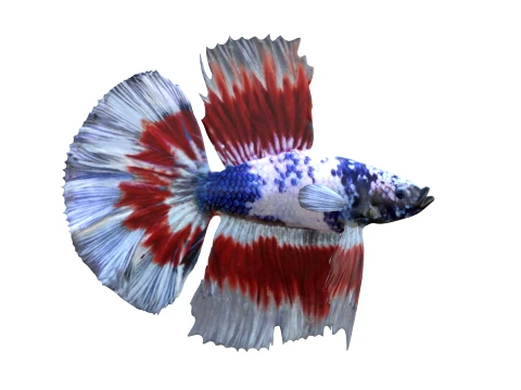 400 Fish Sea Creatures mega Collection 3D Model