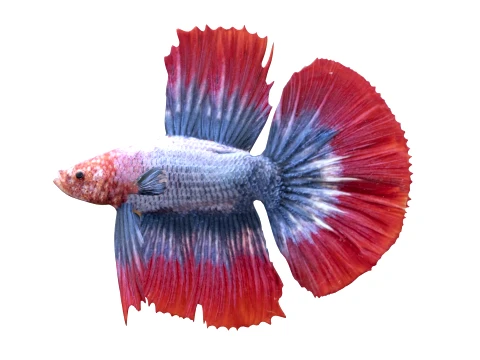 400 Fish Sea Creatures mega Collection 3D Model