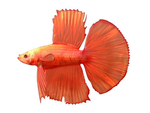 400 Fish Sea Creatures mega Collection 3D Model