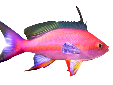 400 Fish Sea Creatures mega Collection 3D Model