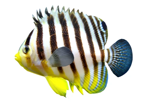 400 Fish Sea Creatures mega Collection 3D Model