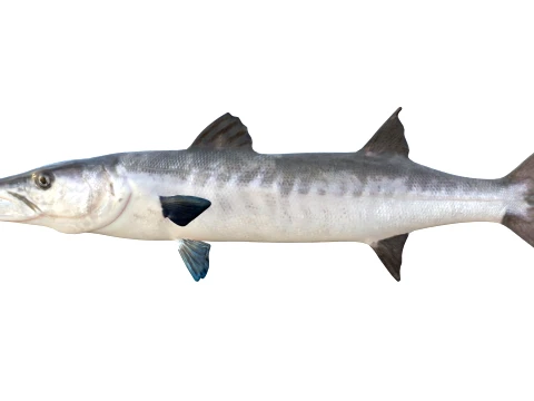 400 Fish Sea Creatures mega Collection 3D Model