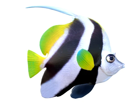 400 Fish Sea Creatures mega Collection 3D Model