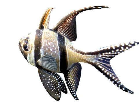 400 Fish Sea Creatures mega Collection 3D Model