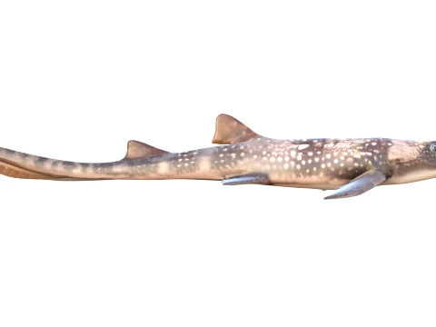 400 Fish Sea Creatures mega Collection 3D Model