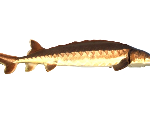 400 Fish Sea Creatures mega Collection 3D Model