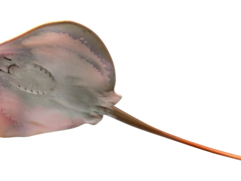 400 Fish Sea Creatures mega Collection 3D Model
