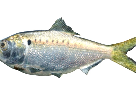 400 Fish Sea Creatures mega Collection 3D Model