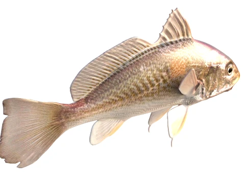 400 Fish Sea Creatures mega Collection 3D Model