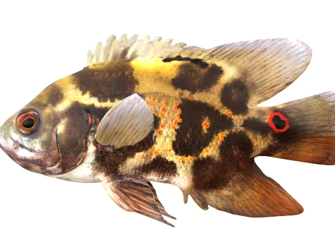 400 Fish Sea Creatures mega Collection 3D Model