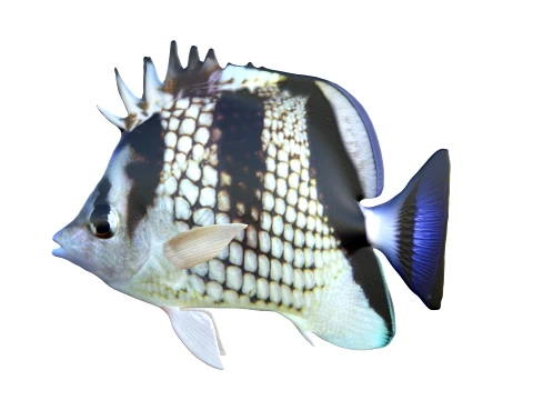 400 Fish Sea Creatures mega Collection 3D Model