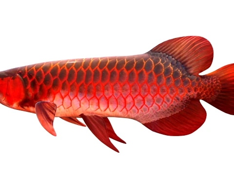 400 Fish Sea Creatures mega Collection 3D Model