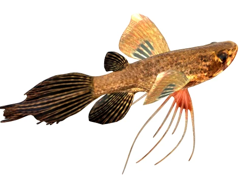 400 Fish Sea Creatures mega Collection 3D Model