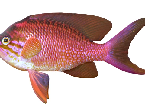 400 Fish Sea Creatures mega Collection 3D Model