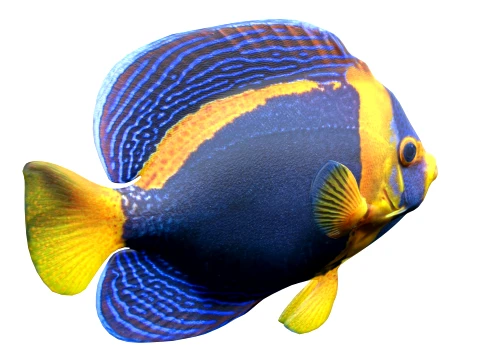 400 Fish Sea Creatures mega Collection 3D Model