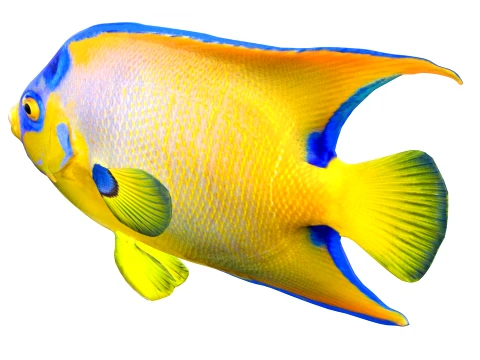 400 Fish Sea Creatures mega Collection 3D Model