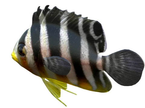 400 Fish Sea Creatures mega Collection 3D Model