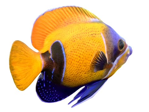 400 Fish Sea Creatures mega Collection 3D Model