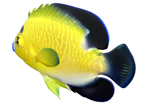 400 Fish Sea Creatures mega Collection 3D Model