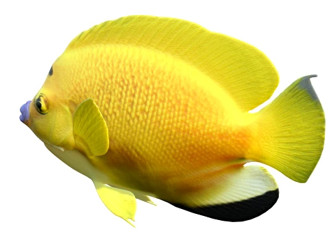 400 Fish Sea Creatures mega Collection 3D Model