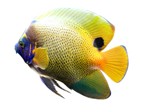 400 Fish Sea Creatures mega Collection 3D Model