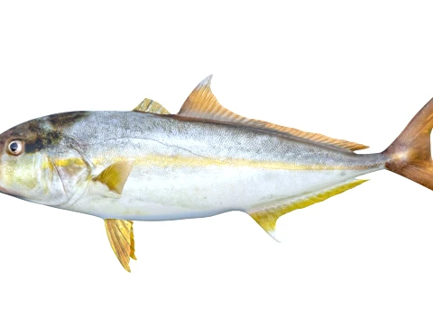 400 Fish Sea Creatures mega Collection 3D Model