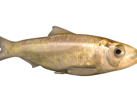 400 Fish Sea Creatures mega Collection 3D Model