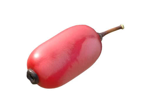 Berberis Fruit 3D Model