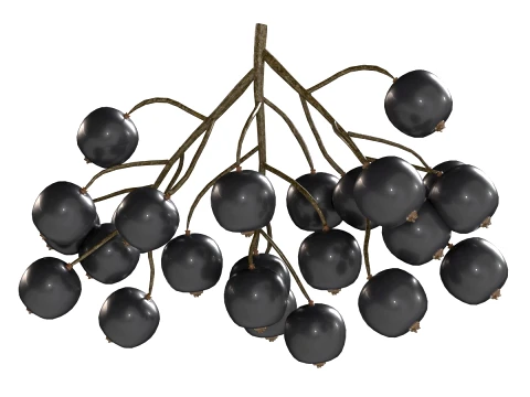 Black Currant 3D Model