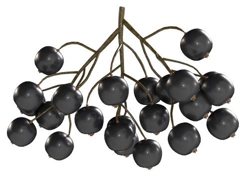 Black Currant 3D Model