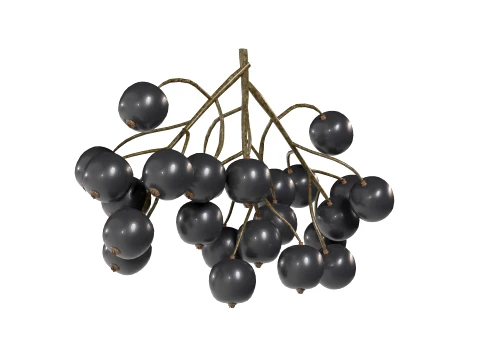 Black Currant 3D Model