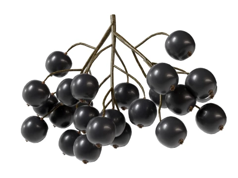 Black Currant 3D Model