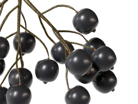 Black Currant 3D Model