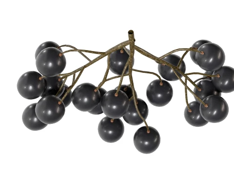 Black Currant 3D Model